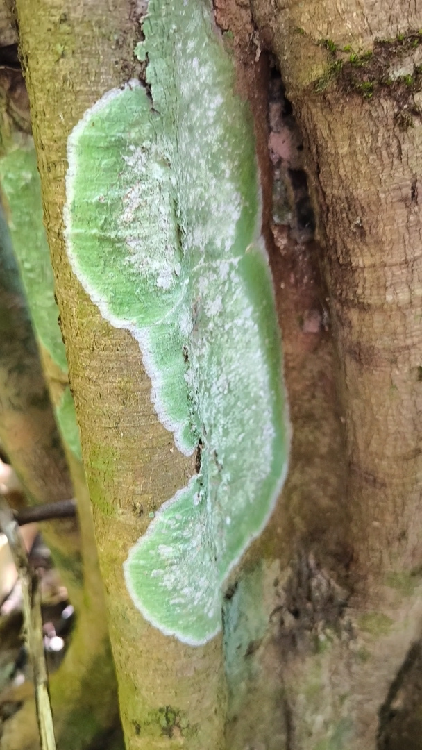 Это триходерма? Читайте дальше, чтобы узнать правду. 