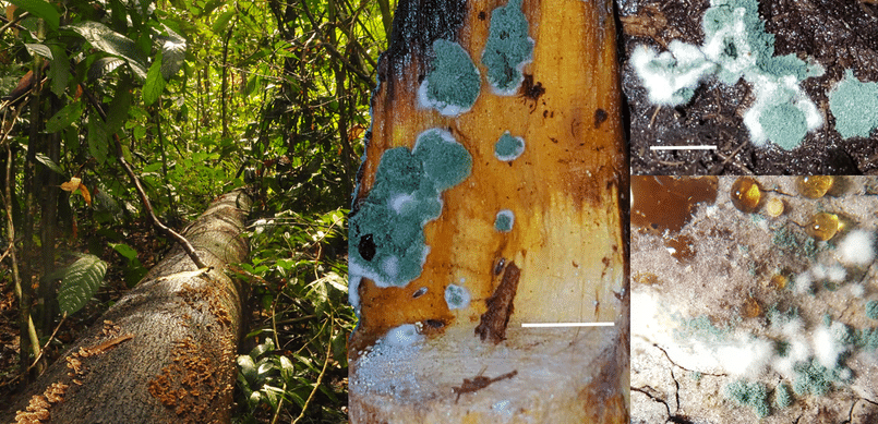 Триходерма на поваленном дереве, на поверхности почвы и даже на дровах.