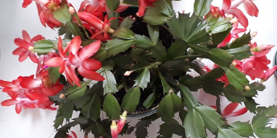 Знакомые из деревни посоветовали, чем полить декабриста, который никогда не цвел