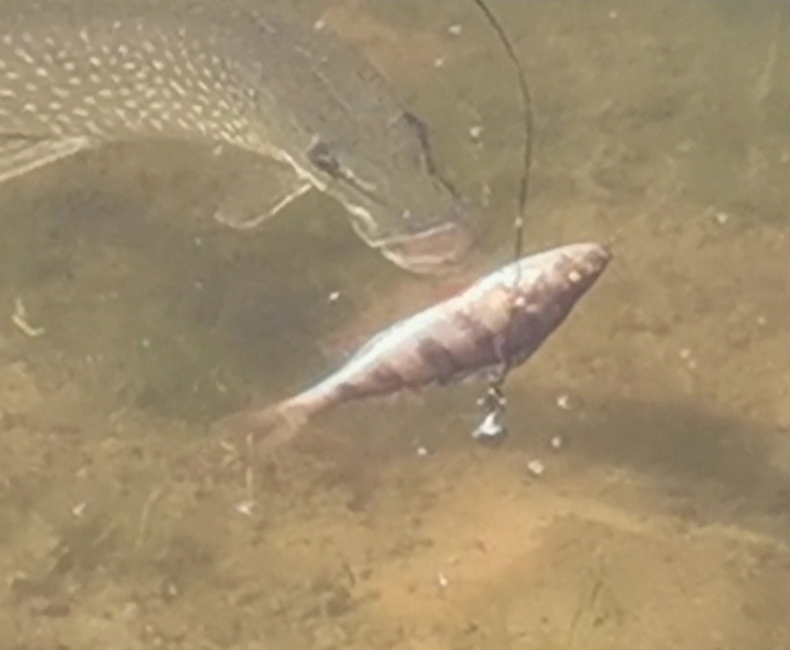 с перемешкай окуня и щуки.