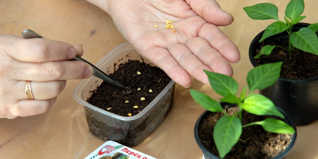 Выращивание ПЕРЦЕВ и БАКЛАЖАНОВ
