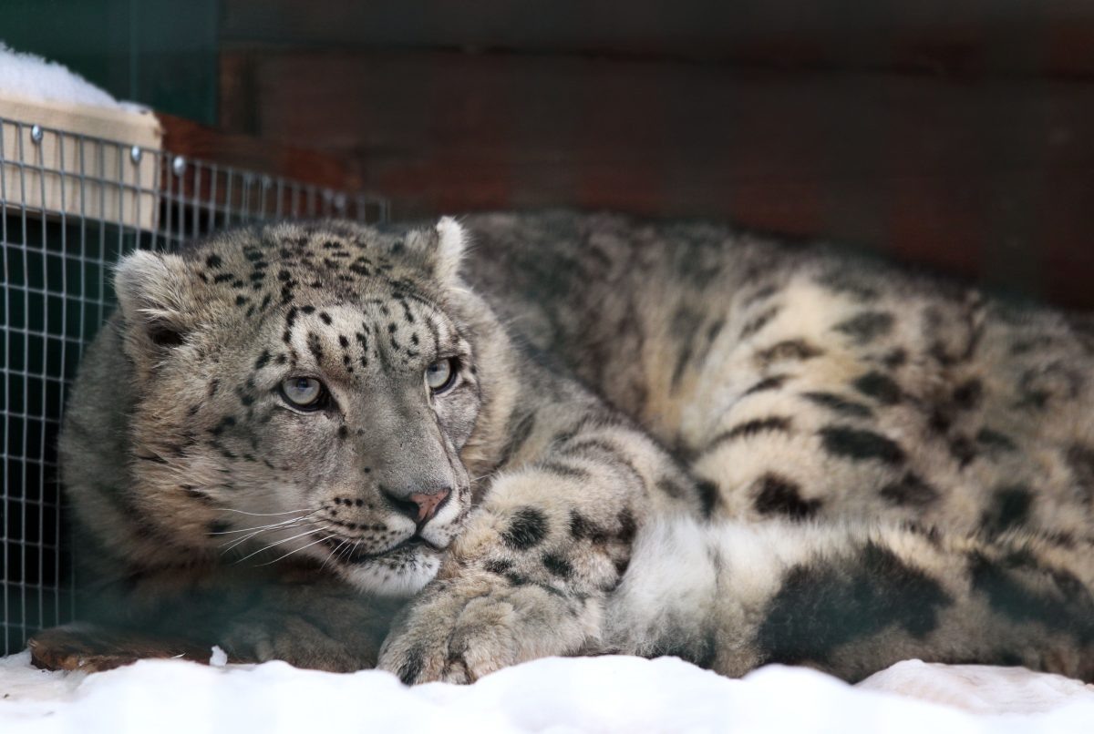    Снежного барса назвали Базелем в честь швейцарского города, в котором он родился