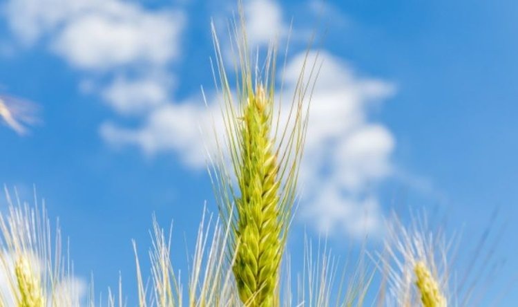    Фото: ФГБУ «РосАгрохимслужба»