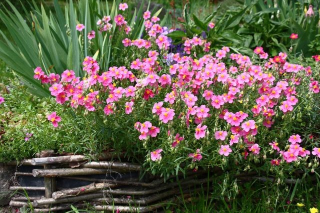 14 растений-ковриков, которые вытеснят все сорняки и привлекут пчёл  📷
