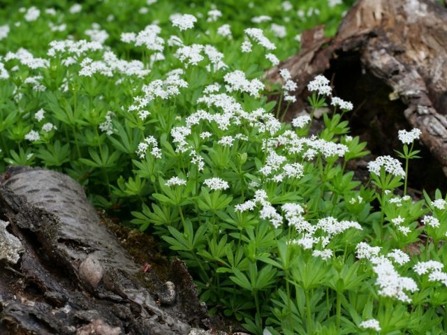 Ясменник душистый с его белыми цветками идеален для приствольных кругов, где газон растет плохо. Он любит влажную тень и быстро закрывает землю. Корни у него поверхностные, поэтому он не конкурирует с деревьями за питание.  📷

