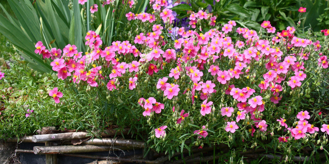 14 растений-ковриков, которые вытеснят все сорняки и привлекут пчёл