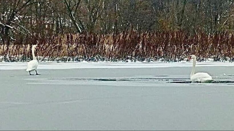   Фото: Telegram-канал Максима Калядина