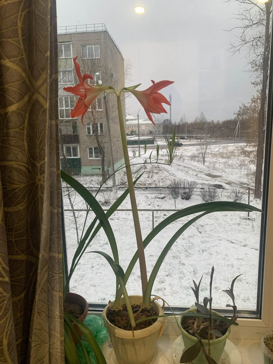 Расцвел цветок, который принесла в сентябре из школы. Вроде мелочь, а приятно!