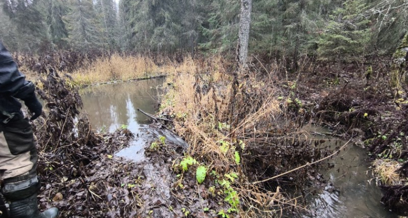    Фото нацпарка "Койгородский"