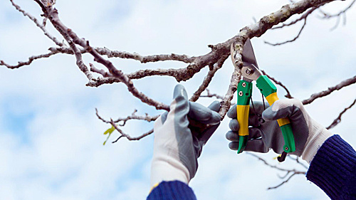    /  ФОТО предоставлено Пресс-центром ФГБУ Россельхозцентр по Ростовской области Администратор