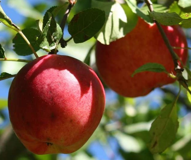 фото из Сети