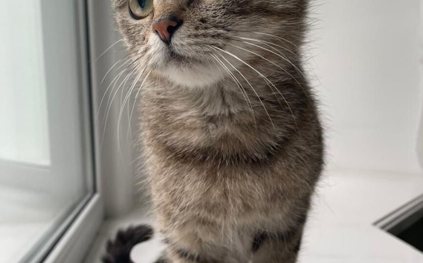 Котенка девочку выкинули на улицу. Срочный поиск семьи!