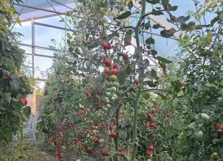    Фото: Минсельхоз Ставропольского края