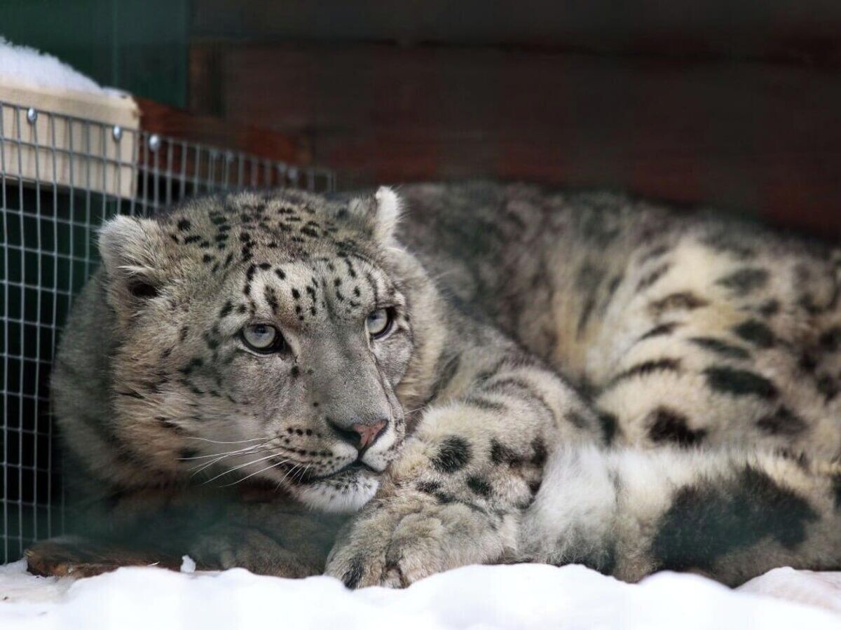    Снежный барс по кличке Базель в зоопарке "Лимпопо" | © Фото : Зоопарк "Лимпопо"/Telegram
