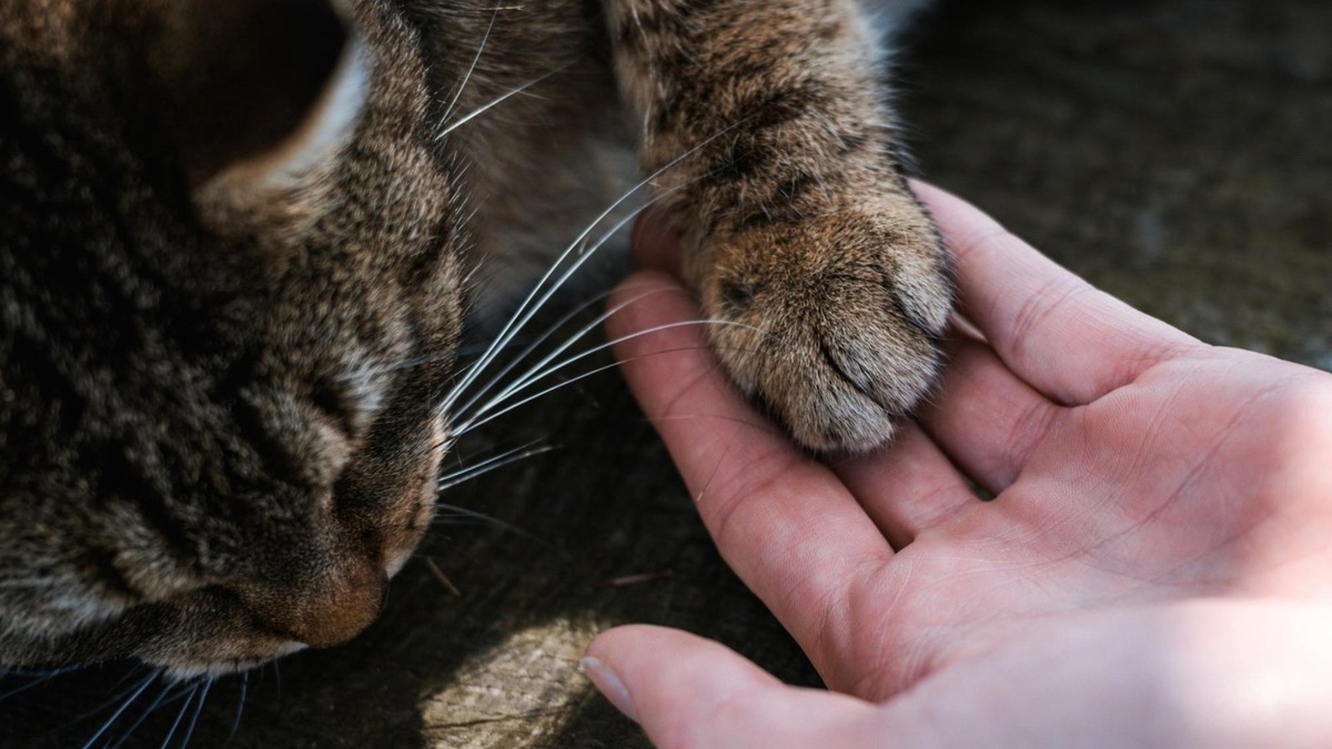   Обучение на специалиста по поведению кошек никогда не заканчивается