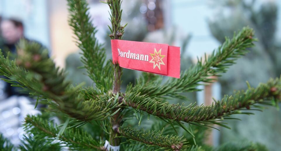    Открытие елочных базаров в Москве / Медиасток.рф