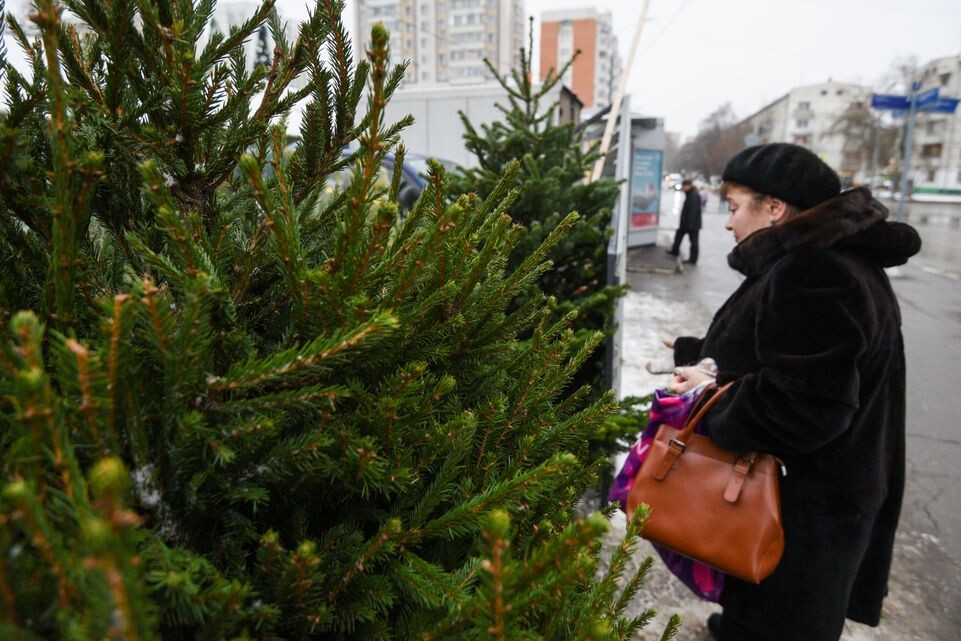    Елочные базары в Москве / Медиасток.рф