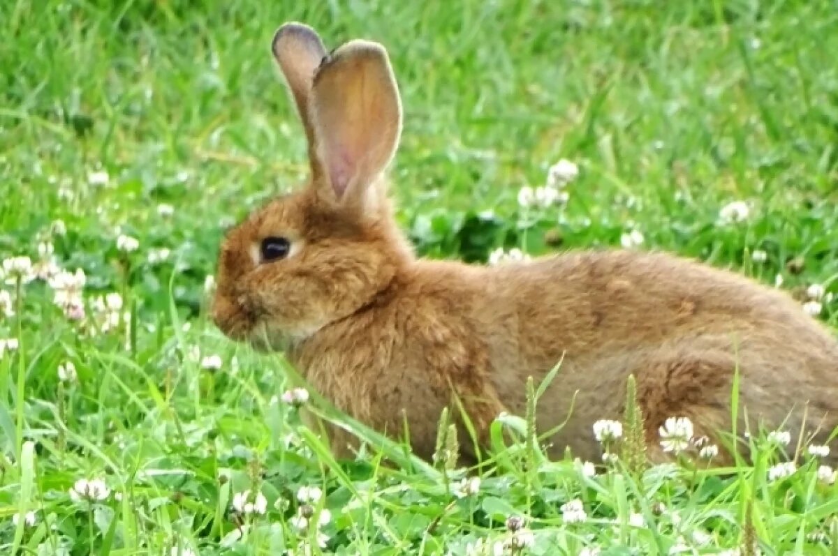    Саратовцев просят помочь ветошью живому уголку в Детском парке