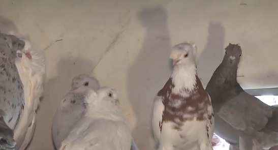     Житель Шарыповского округа разводит породистых голубей