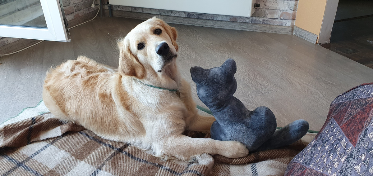 Почему собака кладёт лапу на хозяина: что это значит на самом деле