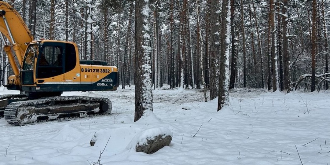 Бастрыкин заинтересовался вырубкой Инюшенского бора в Новосибирске