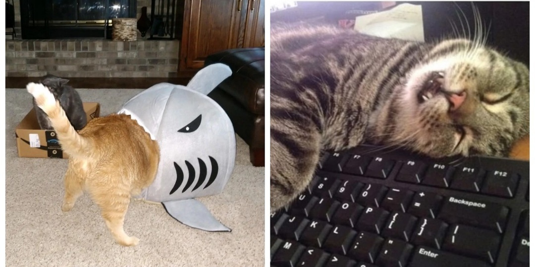 22 нетривиальных места для сна, которые могут выбрать и одобрить только котики