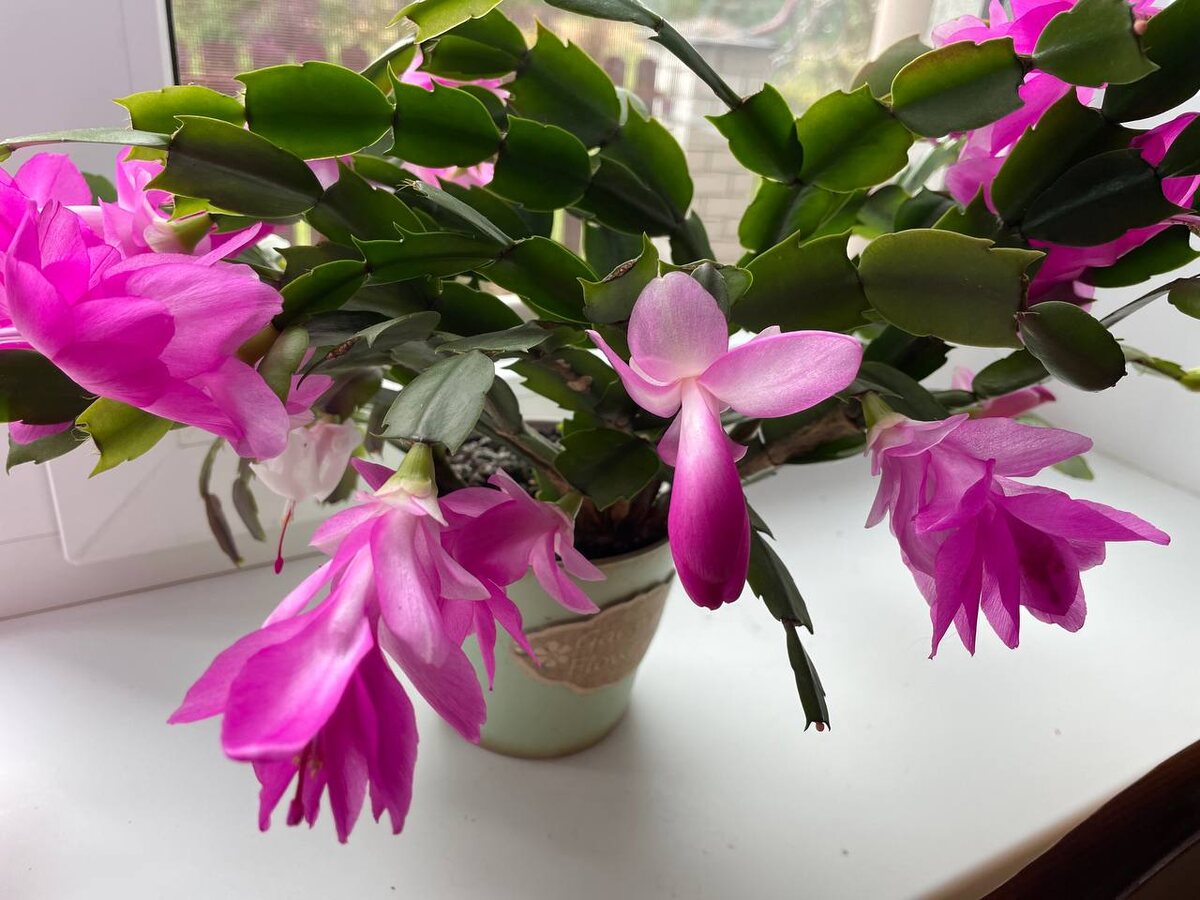 Декабристы зацветают в начале октября. 10.10.25. Фото автора