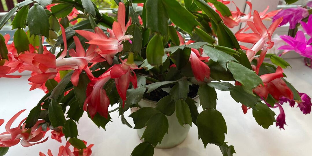 Распластываю листья декабристов по стеклу – и в декабре цветут не в первый раз, а уже повторно