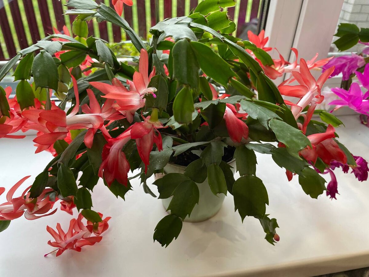 Декабрист цветет в середине октября. Фото автора 