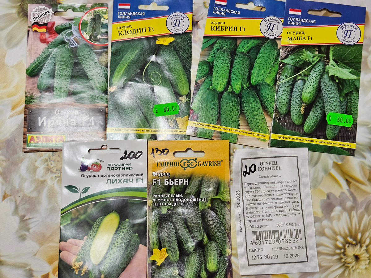 Выбранные к посеву в 2026 году огурцы