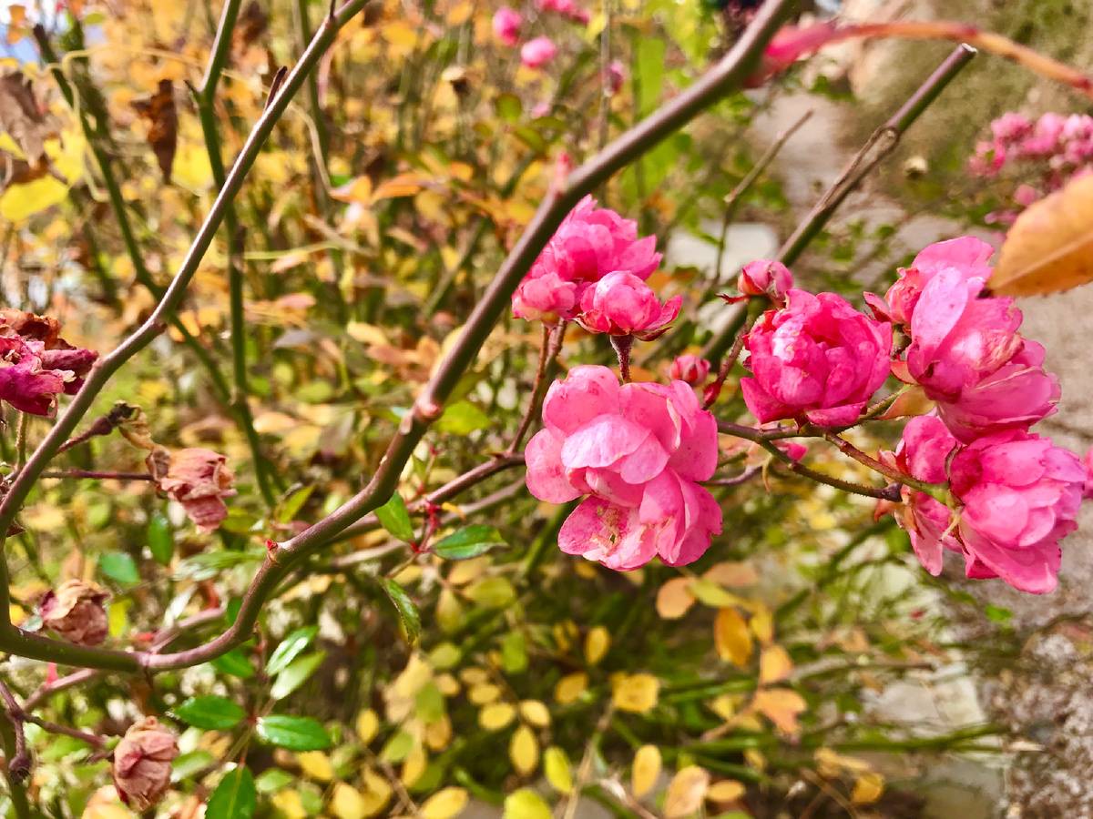 Цветы зимой… Крымская зимняя весна!