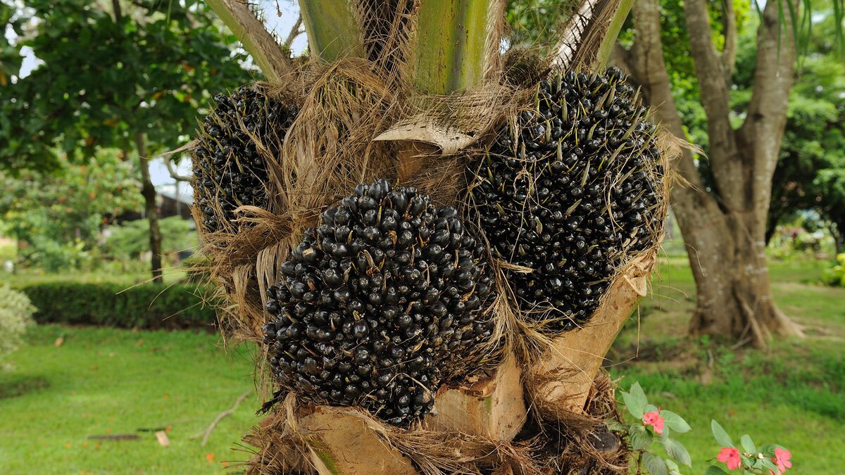    Фото: wikipedia.org/Cayambe; CC BY-SA 3.0