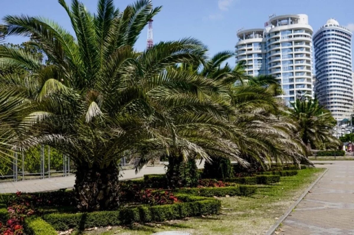    В Сочи приступили к зимнему укрытию экзотических растений