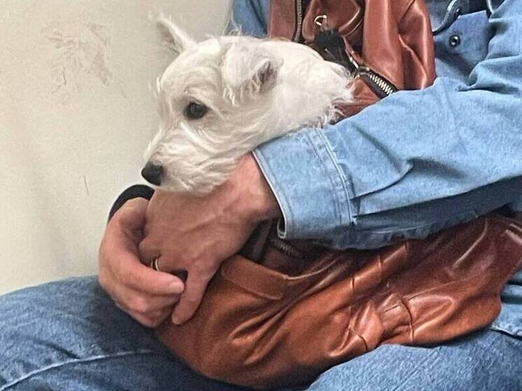     Число нападений собак на людей в прошлом году составило около 5,5 тысяч раз. Фото: архив МК в Питере