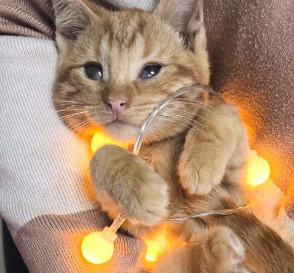 Рыжие котята ищут дом! Пожалуйста, заметьте малышей!