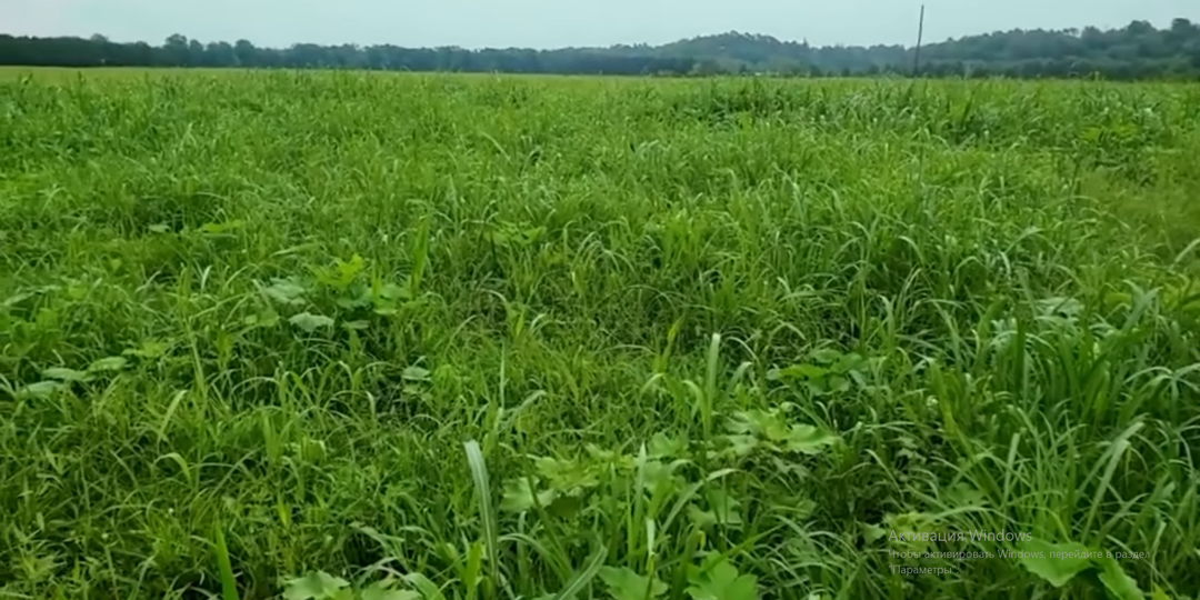 Можно ли накормить мир органикой? Научный ответ без иллюзий