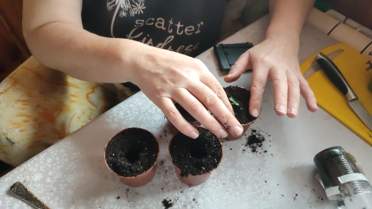 Рассада цветы Эустома