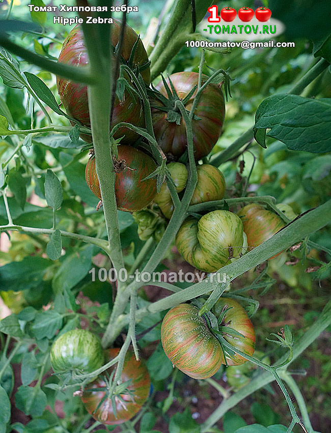 Томат Хиппи зебра Hippie Zebra фото 2