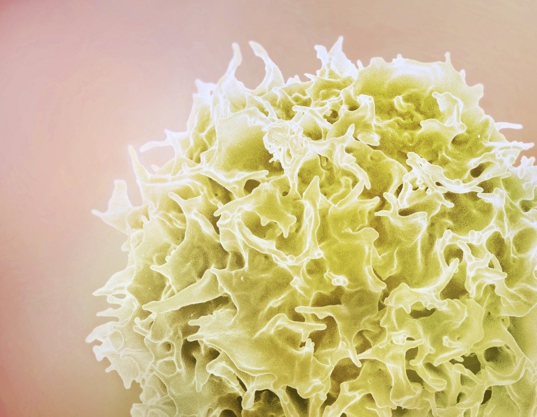 Клетка адаптивного иммунитета – Т-лимфоцит. Сканирующая электронная микроскопия. © CC BY 2.0/ NIAID