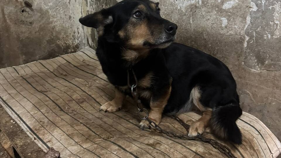 Сара очень плачет и скучает в отлове