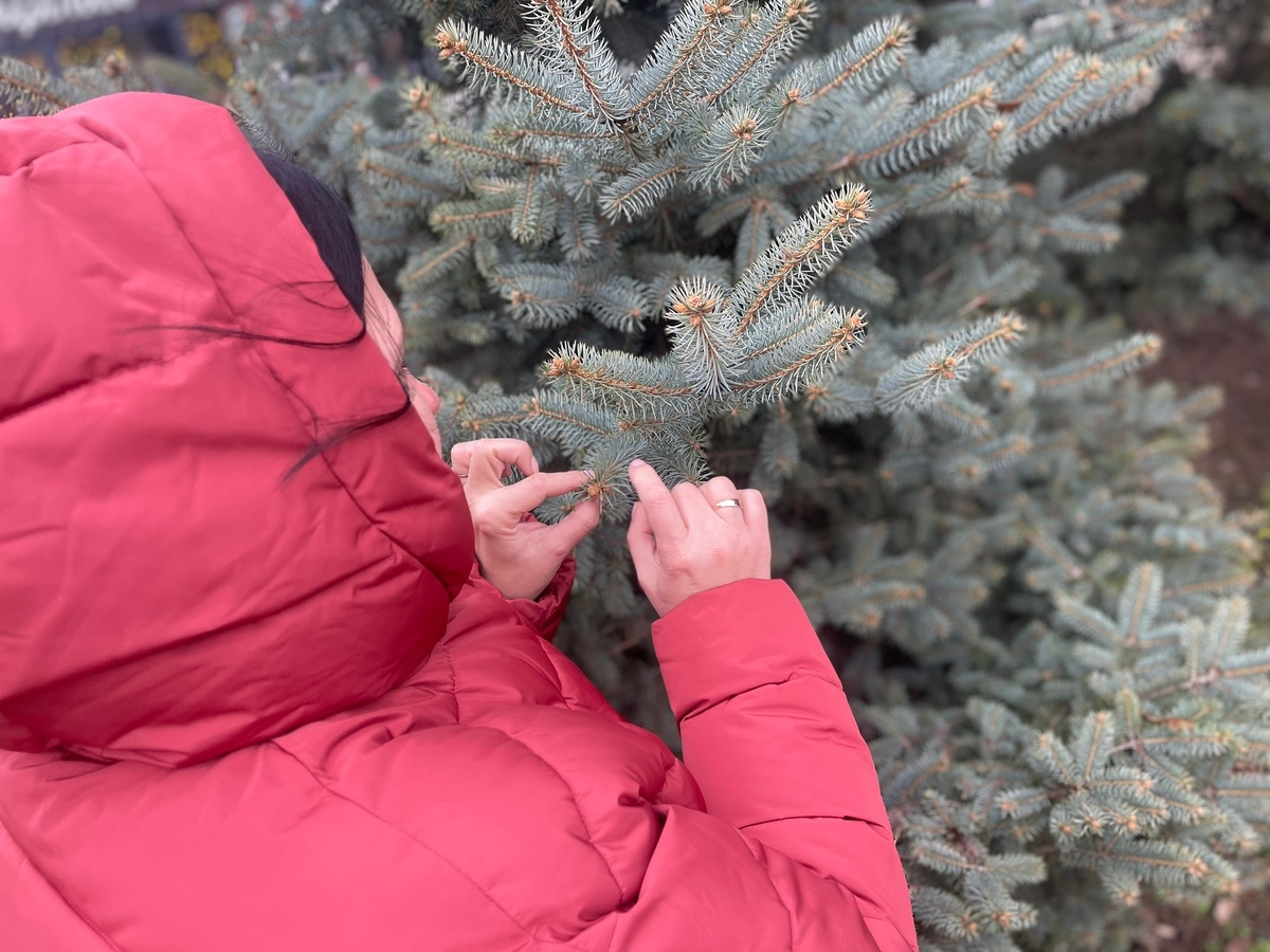 Анна Ильяшенко проверяет ель на качество и безопасность. Фото пресс-службы ДФ ЦОК АПК