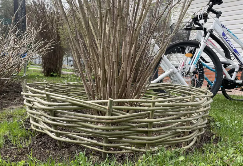 Сад на лечении. Советы главного агронома