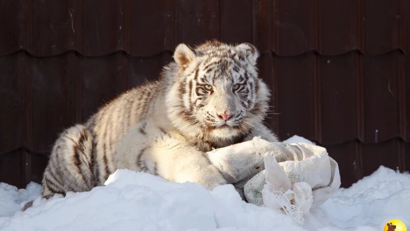     Тигр Маяк Барнаульский зоопарк "Лесная сказка"