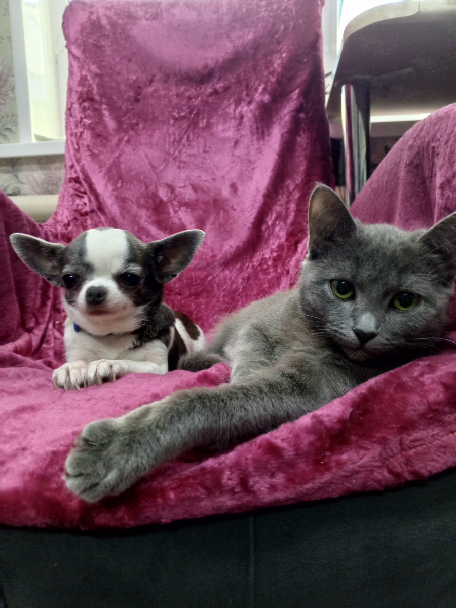 Милые любимцы родителей 😊 всегда когда прихожу - они мне позируют 😊