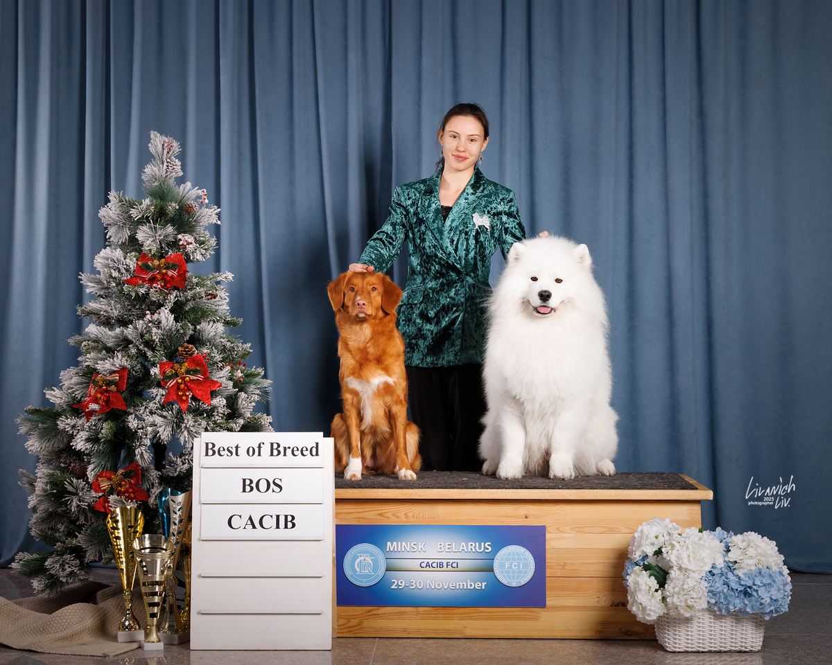 Мои чемпионы в этой поездке, толлер Баффи и самоед Мальбек.