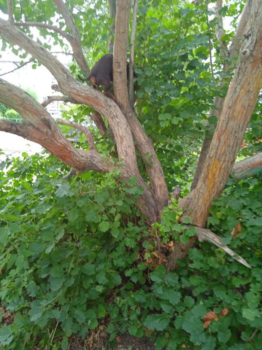 Ловит кошку