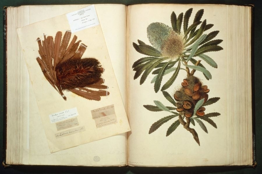  Banksia serrata или «банксия старика», экземпляр был собран Бэнксом и Соландером во время первого тихоокеанского путешествия Кука.  Источник изображения: Alamy