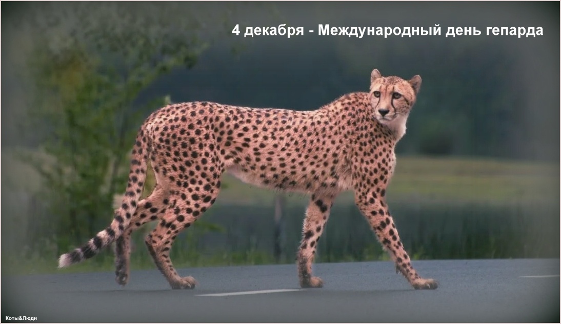 Коллаж автора