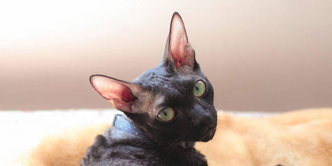 Идеальное имя для вашего корниш-рекса: гид по выбору клички