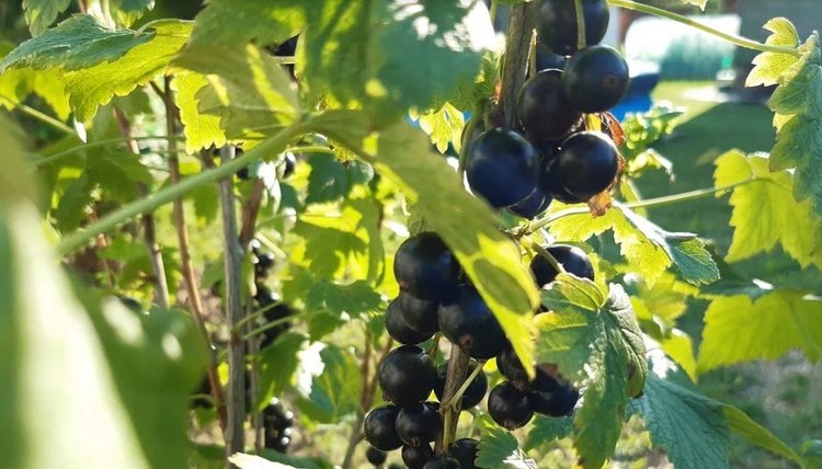 Почему советские садоводы не знали проблем с почковым клещом на смородине: метод ИСО